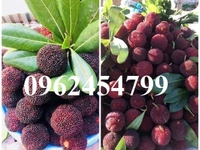 Bán giống cây thanh mai nhập khẩu chuẩn giống, giao hàng toàn quốc Bán giống cây thanh mai nhập khẩu chuẩn giống, giao hàng toàn quốc