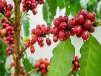 Thiếu quản lý, Sang Công ty sản xuất cà phê tại Thuận An Bình Dương Thiếu quản lý, Sang Công ty sản xuất cà phê tại Thuận An Bình Dương