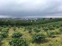 Bán 2 lô liền kề đường lý thường kiệt cách trung tâm p.lộc phát 5 phút Bán 2 lô liền kề đường lý thường kiệt cách trung tâm p.lộc phát 5 phút