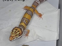 Nhượng lại LEOPARK GECKO, siêu đẹp giá mềm Nhượng lại LEOPARK GECKO, siêu đẹp giá mềm