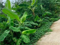 Bán nền 4,5x20m= 163m2 ( nở hậu 15m) thổ cư 100% mặt tiền rạch xẻo da Bán nền 4,5x20m= 163m2 ( nở hậu 15m) thổ cư 100% mặt tiền rạch xẻo da