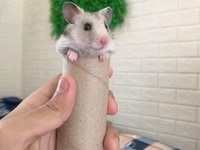 Hamster bear ( chuột cảnh) rất đáng yêu và dễ thương và dễ nuôi bé Hamster bear ( chuột cảnh) rất đáng yêu và dễ thương và dễ nuôi bé