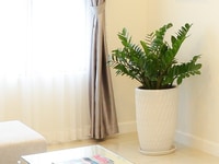 Thanh lý chậu cây đẹp (kim tiền, lưỡi hổ) Thanh lý chậu cây đẹp (kim tiền, lưỡi hổ)
