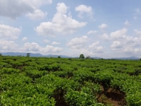 Chính chủ bán 3.8 sào đất view đẹp Đambri , đường xe hơi,giá rẻ Chính chủ bán 3.8 sào đất view đẹp Đambri , đường xe hơi,giá rẻ