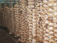 Tìm đối tác có kỷ thuật mở trại nấm Tìm đối tác có kỷ thuật mở trại nấm
