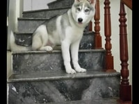 Cho thuê phối giống chó Husky. Cho thuê phối giống chó Husky.