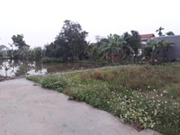 Lô đất nở hậu phố Phạm Gia Mô giá rẻ mùa dịch Lô đất nở hậu phố Phạm Gia Mô giá rẻ mùa dịch