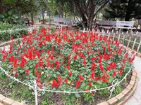 Cần người chăm sóc mẹ già yếu bao ăn ở tại chỗ Cần người chăm sóc mẹ già yếu bao ăn ở tại chỗ