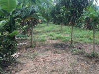 Cần Bán Lô Đất Rãy Ngay Huyện Khánh Vĩnh Cần Bán Lô Đất Rãy Ngay Huyện Khánh Vĩnh