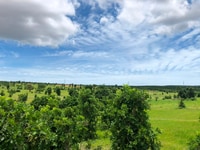 Bán vườn khu canh tác thanh long, dưa lưới, 500 tr/ha Bán vườn khu canh tác thanh long, dưa lưới, 500 tr/ha