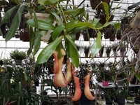Cần người chăm sóc em bé và phụ việc nhà ăn ở tại chỗ Cần người chăm sóc em bé và phụ việc nhà ăn ở tại chỗ