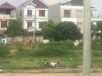 Cần bán đất tại X3 Nguyên Khê- Đông Anh, 80m, giá 2.05 tỷ Cần bán đất tại X3 Nguyên Khê- Đông Anh, 80m, giá 2.05 tỷ