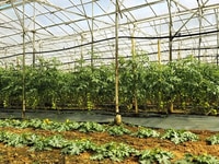 Bán đất thổ cư mặt tiền liền kề cao tốc Dầu Giây, đồi chè Bán đất thổ cư mặt tiền liền kề cao tốc Dầu Giây, đồi chè
