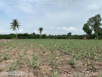 Chính chủ cần sang lại lô đất xã Phú Đông, gần MT đường dự phóng. Chính chủ cần sang lại lô đất xã Phú Đông, gần MT đường dự phóng.