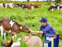 Chế phẩm sinh học EM gốc (EM1) chuyên dùng trong chăn nuôi Chế phẩm sinh học EM gốc (EM1) chuyên dùng trong chăn nuôi