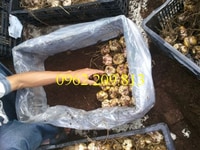 Địa chỉ cung cấp củ hoa lily uy tín Địa chỉ cung cấp củ hoa lily uy tín