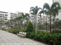 Cây Công Trình - Cty Cây Cảnh Nhà Xanh Cây Công Trình - Cty Cây Cảnh Nhà Xanh