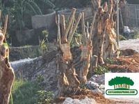 Dịch truyền cứu cây khô thân, cụt rễ Dịch truyền cứu cây khô thân, cụt rễ