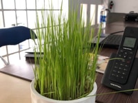Kẹt tiền bán lô đất đường nhựa Tỉnh lộ 7, Thái Mỹ, Củ Chi Kẹt tiền bán lô đất đường nhựa Tỉnh lộ 7, Thái Mỹ, Củ Chi