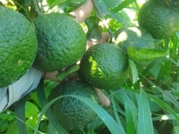 Cam sành đăkrmăng, đăkglong, đăknông Cam sành đăkrmăng, đăkglong, đăknông