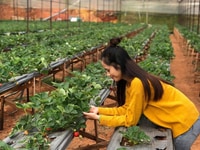 Cần gấp nam nữ LĐPT làm vườn rau sạch đà lạt bao ăn ở lương cao Cần gấp nam nữ LĐPT làm vườn rau sạch đà lạt bao ăn ở lương cao