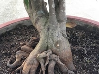 Cần bán cây mai vàng din ko ghép Cần bán cây mai vàng din ko ghép