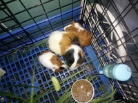 Bọ ú chuột lang tphcm khỏe mạnh giá rẻ Bọ ú chuột lang tphcm khỏe mạnh giá rẻ