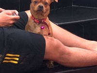 Tìm chó lạc giống phốc lai Chihuahua tại Quận 3 Tìm chó lạc giống phốc lai Chihuahua tại Quận 3