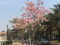 Sài Gòn Mia cần bán căn góc 2 view đẹp nhất dự án - giá 3.95 tỷ. Sài Gòn Mia cần bán căn góc 2 view đẹp nhất dự án - giá 3.95 tỷ.