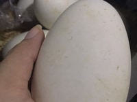Trứng ngỗng cho mẹ bầu giao tận nơi toàn Tphcm Trứng ngỗng cho mẹ bầu giao tận nơi toàn Tphcm
