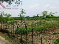 Bán 613m2 đất mặt tiền Xã Tăng Hòa , Huyện Gò Công Đông Bán 613m2 đất mặt tiền Xã Tăng Hòa , Huyện Gò Công Đông