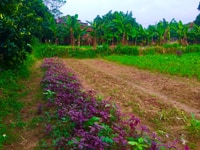 Đất Thủy Xuân Tiên Chương Mỹ HN gần 1000m chỉ 1tỷ 180tr Đất Thủy Xuân Tiên Chương Mỹ HN gần 1000m chỉ 1tỷ 180tr