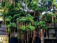 Cho thuê nhà mặt phố Hàng Bông Cho thuê nhà mặt phố Hàng Bông