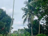 Cần bán gấp 5850m2 phường Bàu Sen,thổ cư 300m2 Cần bán gấp 5850m2 phường Bàu Sen,thổ cư 300m2