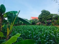 Bán nhanh 408m2 lô góc tại phú cát-quôc oai-hà nội Bán nhanh 408m2 lô góc tại phú cát-quôc oai-hà nội