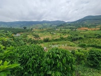 Bán lô đất 1ha trồng full bơ đã ghép, view đẹp, giáp suối tại Tầm Xá Bán lô đất 1ha trồng full bơ đã ghép, view đẹp, giáp suối tại Tầm Xá