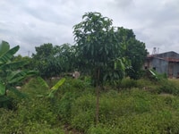 3100m2 nhà và đất 300 thổ cư trồng mít với xoài xã bảo bình 3100m2 nhà và đất 300 thổ cư trồng mít với xoài xã bảo bình