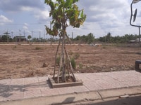 Vị trí đẹp nhất trung tâm thị trấn Bến Lức giá chỉ 480 triệu Vị trí đẹp nhất trung tâm thị trấn Bến Lức giá chỉ 480 triệu
