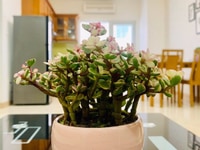 Căn hộ 2PN view biển tầng 19 Mương Thanh Viễn Triều 72m2 Căn hộ 2PN view biển tầng 19 Mương Thanh Viễn Triều 72m2