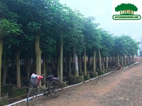 Cây xanh thành phố, cây công trình Hải Phòng Cây xanh thành phố, cây công trình Hải Phòng