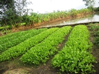 Đất 1000m2 chỉ 310 triệu SHR ngay trung tâm hành chính chơn thành Đất 1000m2 chỉ 310 triệu SHR ngay trung tâm hành chính chơn thành