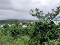 Chính chủ cần bán 9,1 sào nam bộ. Đất view hồ thuỷ điện Chính chủ cần bán 9,1 sào nam bộ. Đất view hồ thuỷ điện