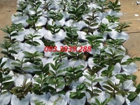 Mua Bông Gòn Đóng Hoa Lan Ở Đâu Tại HCM Mua Bông Gòn Đóng Hoa Lan Ở Đâu Tại HCM