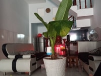Tôi Cần bán căn nhà DĨ An 1 Trệt 1 lầu 2 phòng ngủ Tôi Cần bán căn nhà DĨ An 1 Trệt 1 lầu 2 phòng ngủ