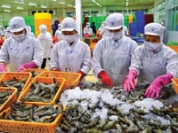 Có đầu ra cần hợp tác thu mua tôm thẻ bán cho nhà máy chế biến Có đầu ra cần hợp tác thu mua tôm thẻ bán cho nhà máy chế biến
