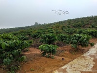 Bán đất 7505m² giá 1 tỷ/sào cách QL 20 Đại Lào Tp.Bảo lộc 100m sổ hồng Bán đất 7505m² giá 1 tỷ/sào cách QL 20 Đại Lào Tp.Bảo lộc 100m sổ hồng