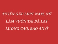 Tuyển gấp LĐPT Nam, Nữ làm vườn tại Đà Lạt, lương cao, bao ăn ở.
