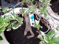 Bán cây hoa giấy cẩm thạch và 1 số đồ dùng khác Bán cây hoa giấy cẩm thạch và 1 số đồ dùng khác
