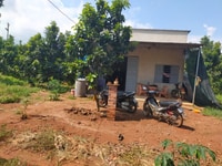 3800m2 nhà vườn bơ đang thu hoạch xã bảo bình huyện cẩm mỹ 3800m2 nhà vườn bơ đang thu hoạch xã bảo bình huyện cẩm mỹ