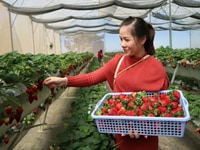 Cần gấp nam nữ lao động phổ thông lương 7 triệu bao ăn ở làm lâu dài Cần gấp nam nữ lao động phổ thông lương 7 triệu bao ăn ở làm lâu dài